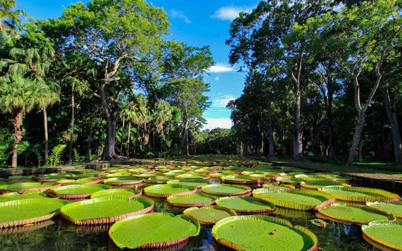 Private taxi full day north tour Mauritius