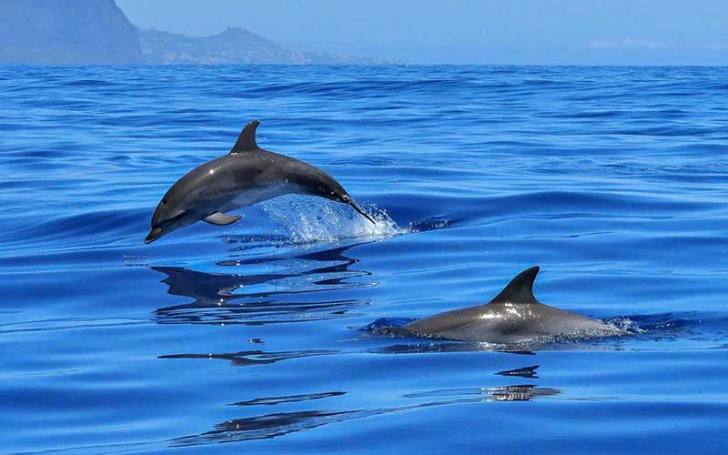 SWIMMING WITH DOLPHINS AND COLORFUL SOUTH TOUR