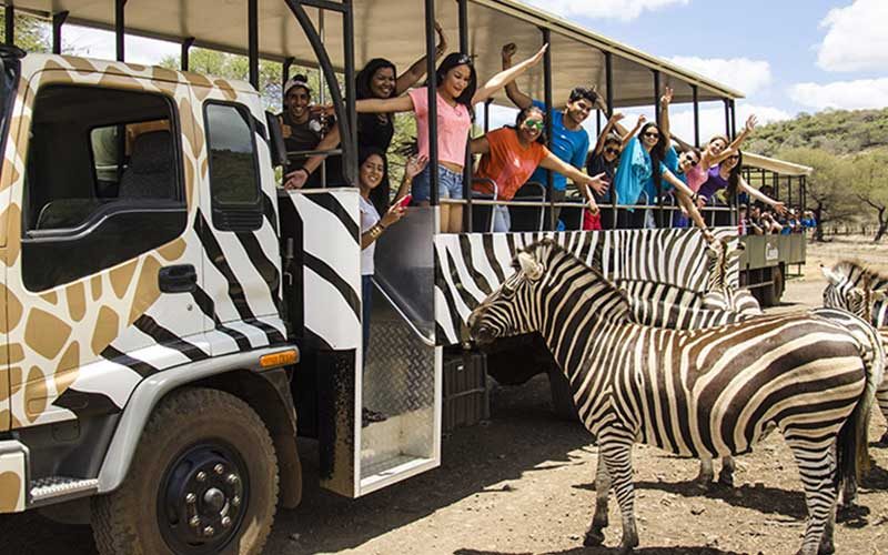 safari